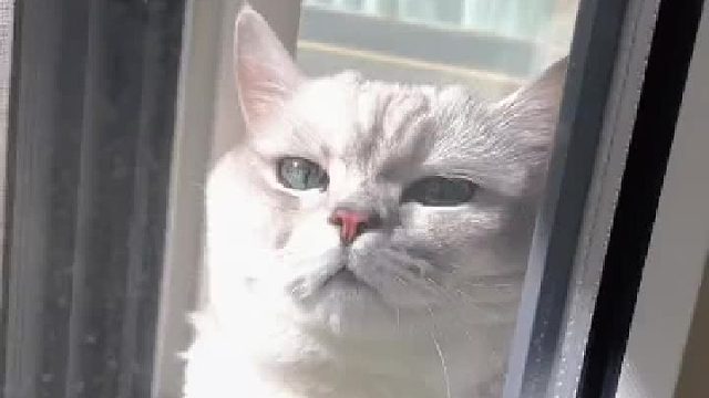 如果猫咪有心事那可能是