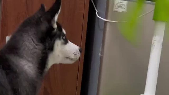 这二哈的血统很纯正