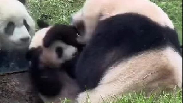 渝爱这是在劝架，还是在想加入？