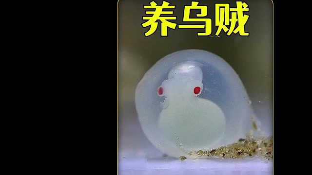 菜市场捡来的乌贼卵，历经四十天时间孵化出乌贼宝宝，超有趣