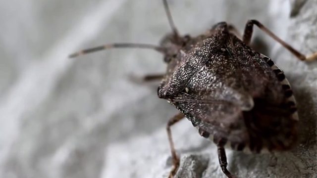 沉浸式养臭大姐，臭大姐放的屁把自己都熏倒了，太好玩太有趣