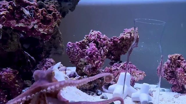 沉浸式养章鱼2，给它各种食物考验它的战斗力，结果让人意想不到