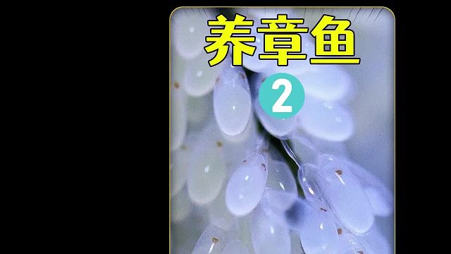 沉浸式养章鱼3，章鱼妈妈突然死了留下一堆章鱼卵，能孵化成功吗