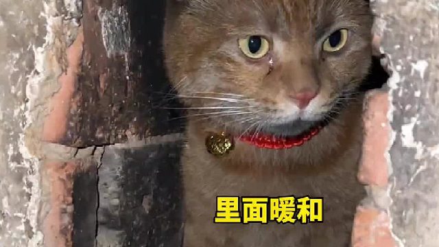 第一批回家过年的猫都在干什么？