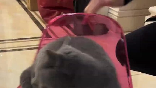 被转运的猫