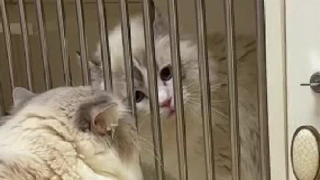 要鱼要鱼要鱼。