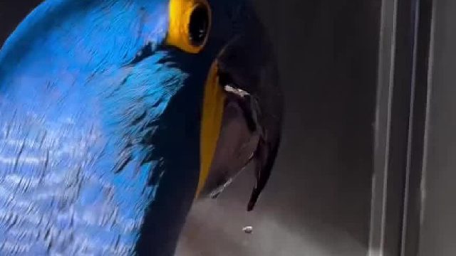 起猛了，看到一辆奥迪在喝水