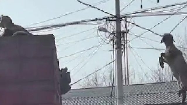 羊：我和你荡秋千