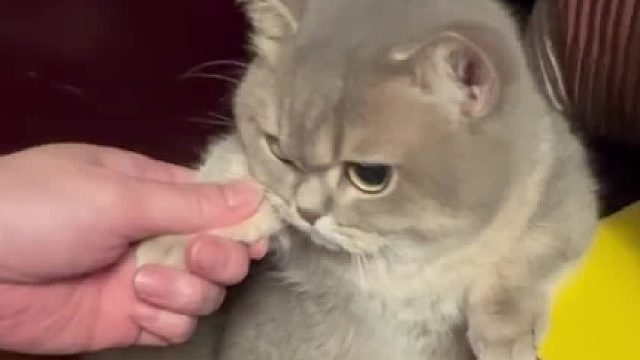 你的猫猫撤回了一次攻击