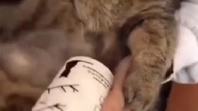 被迫营业的流水线大佬喵~看来没有一个小鱼干是白吃的！