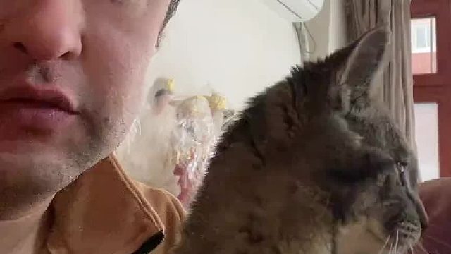 看的出猫已经习惯了