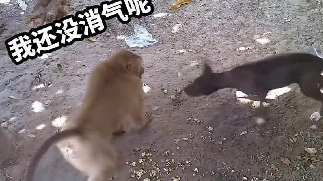 搞笑配音：猴子逗狗，越逗越有