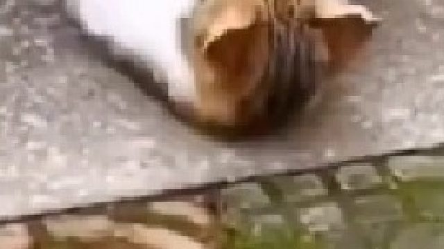 这年头连猫都这么自律了吗？ 希望2024年我们都能更加自律！