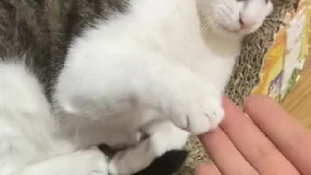 猫:你怎么这么玩儿啊！！
