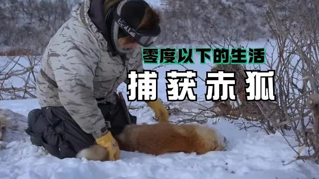 零度以下的生活：北极圈猎人齐普再度抓捕到一头赤狐
