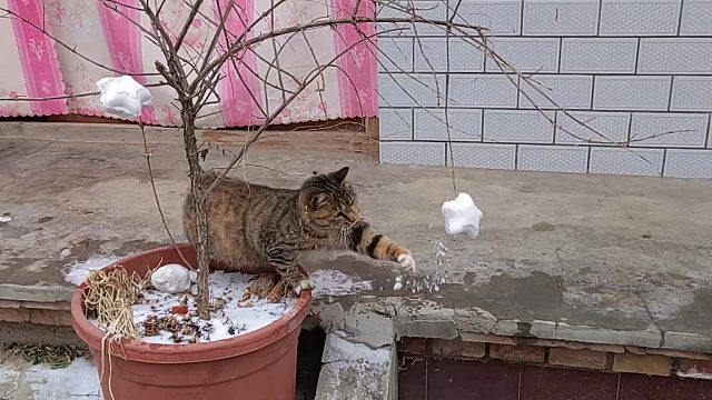 猫猫能有啥坏心思呢