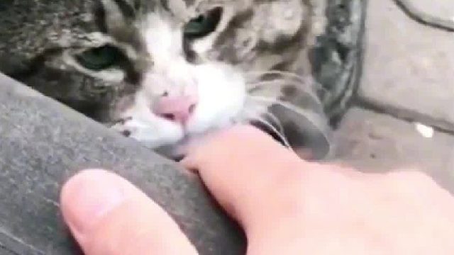 流浪也不是没有原因的