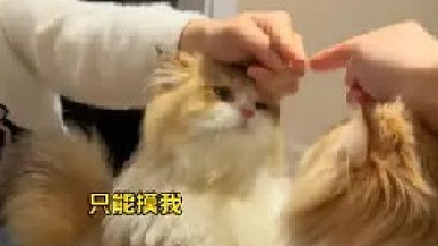 猫：不是，你谁啊？