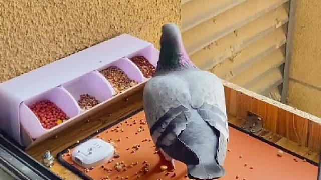 鸽子养成游戏！好感值大作战