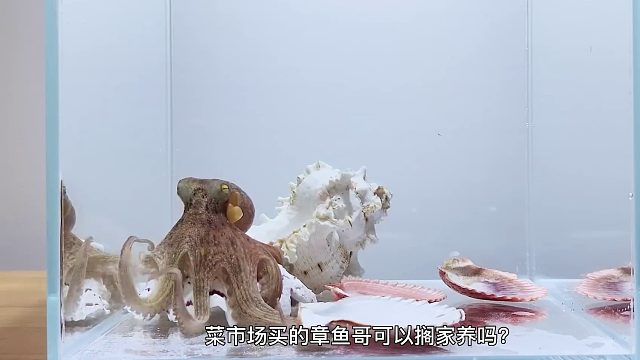 养菜市场买的章鱼，生气的时候会扔垃圾，太好玩太解压了
