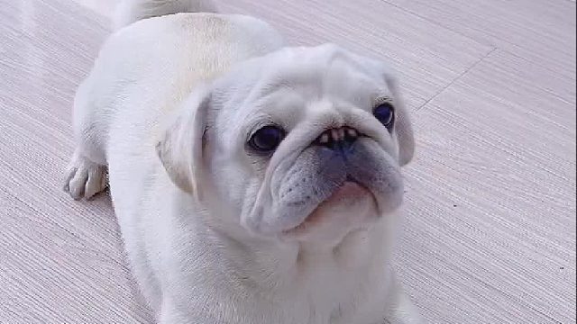 这回彻底服了！