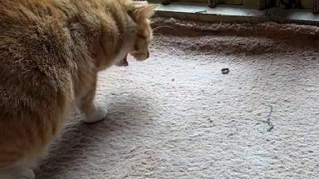 好奇心重的小猫咪吃蜜蜂