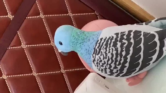 鸽子有点想不通了…为啥每次来都能被发现呢？