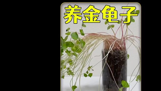 把金龟子幼虫和荞麦苗养在一起，会发生什么呢，结果整emo了