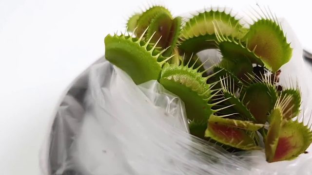 沉浸式养捕蝇草，被捕蝇草咬了一口变身捕蝇侠，太好玩太有趣了