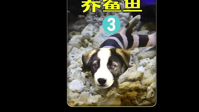沉浸式养鲨鱼3，这可能养了个假鲨鱼，还被小鱼欺负