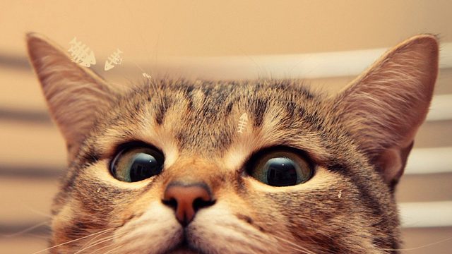 烈火纷争可怜无定