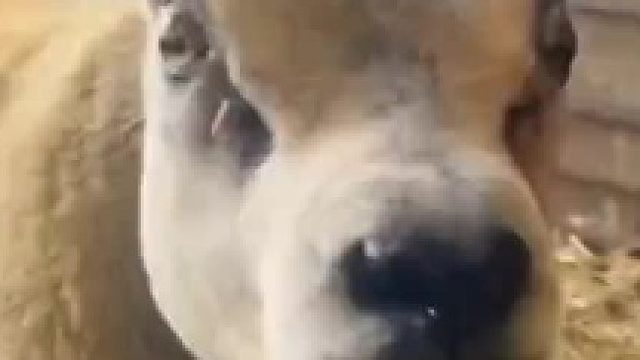 这是狗子劈了腿还是羊子出了轨