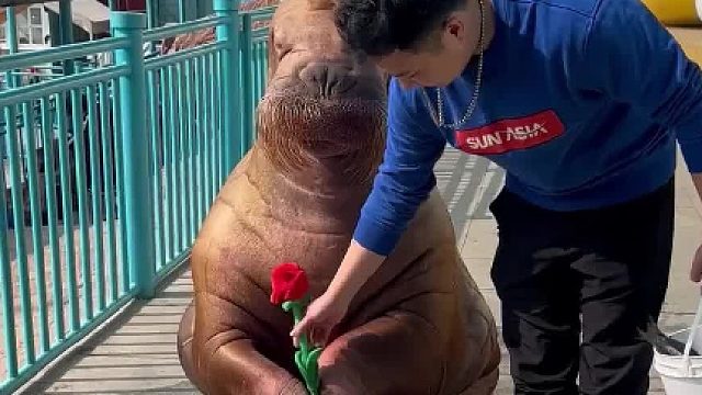 三八节和美女合影，海象一秒入戏