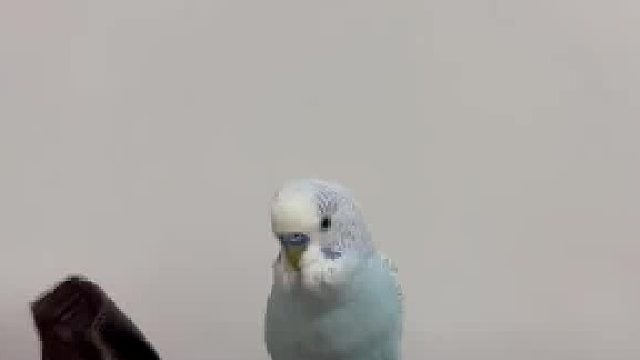 网友:它是有点知识在身上的 但是怎么有点乱糟糟的