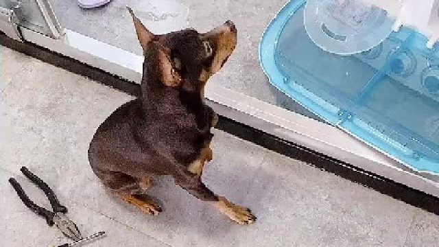 你家里有这样的管家吗？