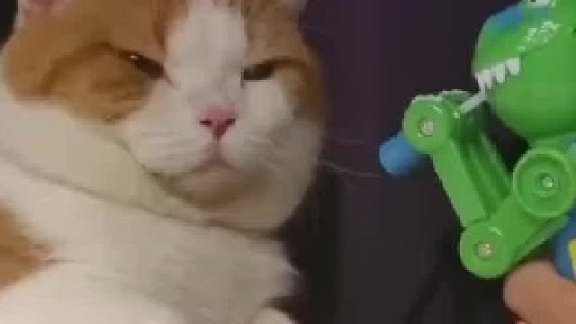 众所周知猫的速度是狗的好几倍！