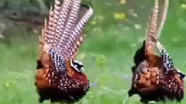 两只雄性长尾雉通过舞蹈向雌性求偶。