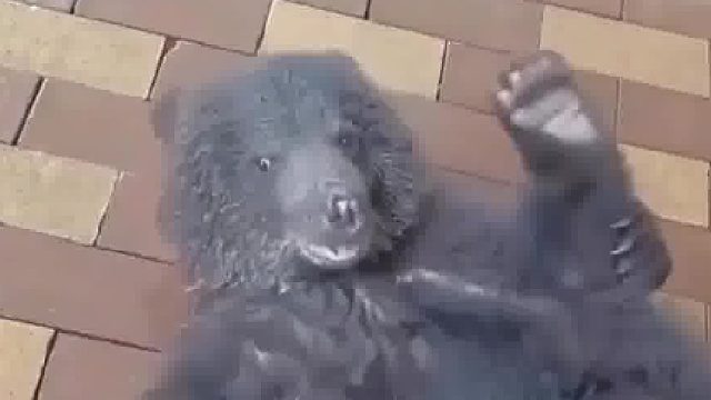 给可爱的小熊冲澡