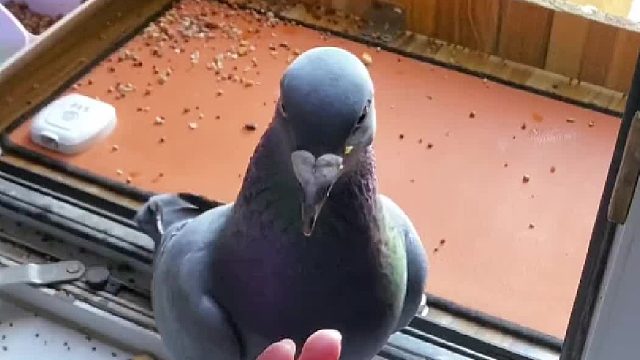 谁能拒绝一只霸道又磨人的小鸽子呢？