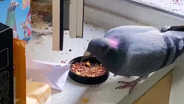 你们要看的世界第一大蛋来了！