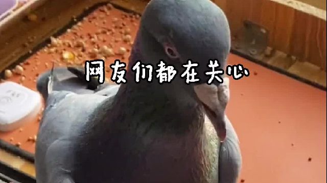 鸽子叼手疼不疼？看到最后你就懂了……咱这期就大结局可以吧？