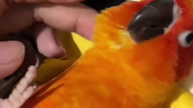 白天不醒晚上不睡，抱着个抱枕还整天念念有词