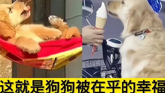 被重视的感觉真的很美好啊：当被主人亲亲之后，它的眼里全是爱