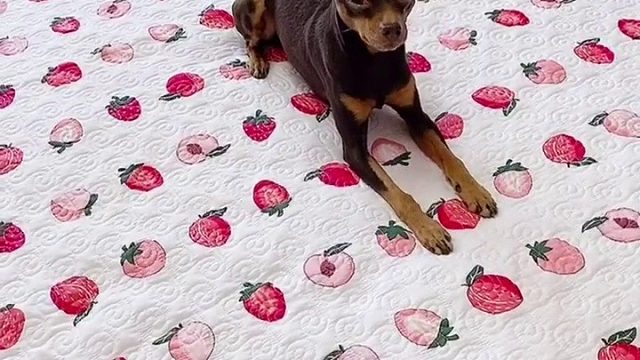 能把铲屎官气疯的狗子长啥样