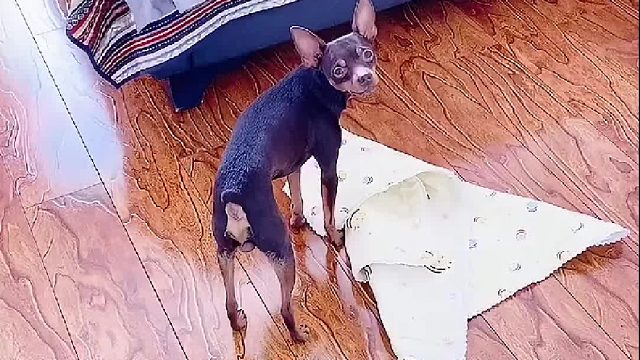 你家的狗有这么气人吗？