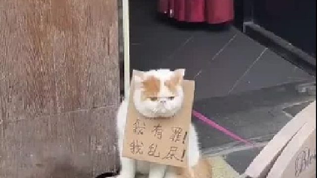 有没有可能它不是犟种，只是傻