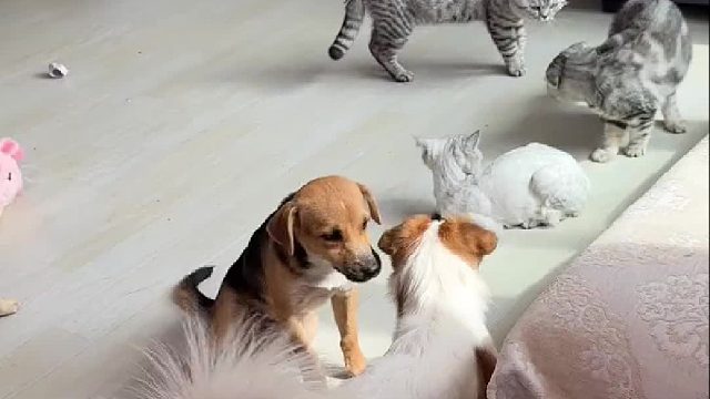 双猫傍地走，安能辨我是老大