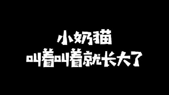 小奶猫叫着叫着就长大了！这真的是同一只猫吗？
