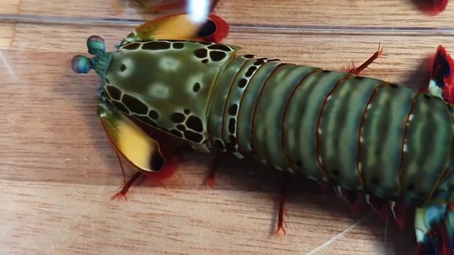 养一只可怕的螳螂虾，历经两个月测试它的超能力，没想到智商还挺高