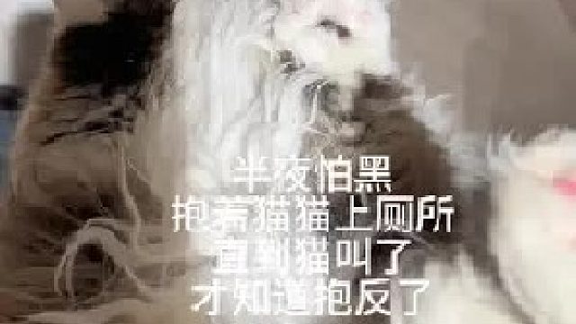 猫：老登这么做一定有他的道理